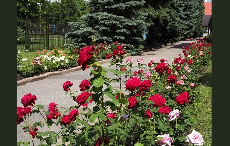 Доброго ранку! Доброго ранку!