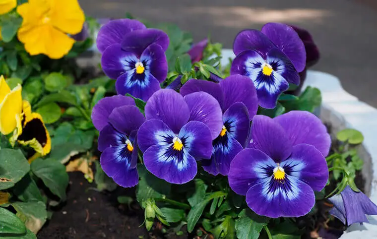 ХАІ розквітає ХАІ розквітає