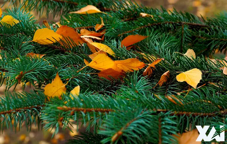 Останній день найзолотішої пори року в ХАІ. Останній день найзолотішої пори року в ХАІ.