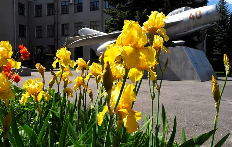 ХАІ розквітає барвами ХАІ розквітає барвами