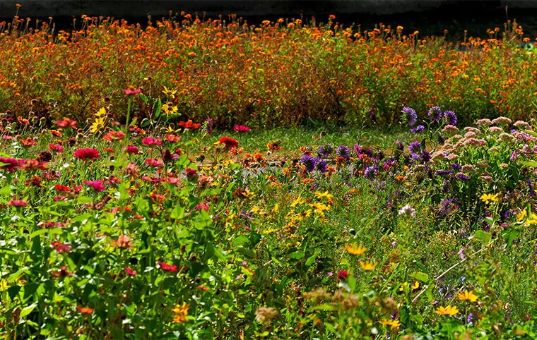 Осінні барви ХАІ
