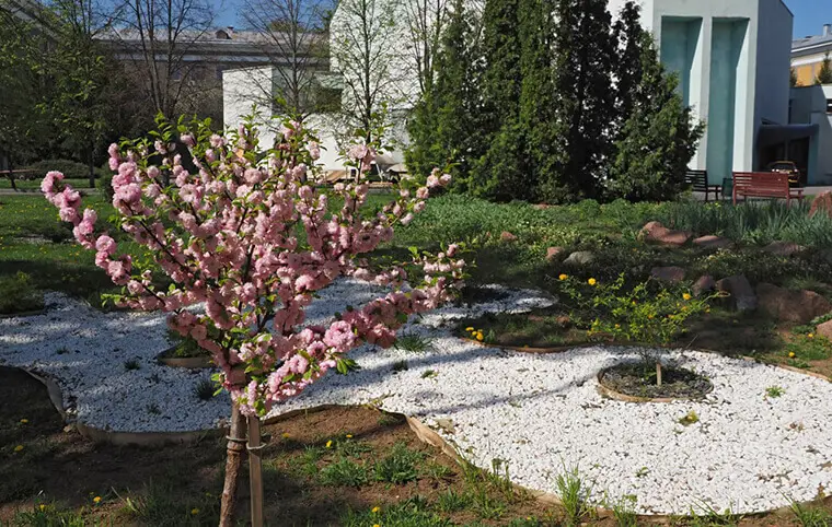 У ХАІ цвітуть сакури У ХАІ цвітуть сакури