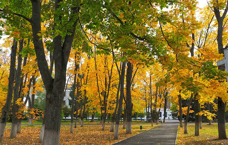 Доброго ранку! Доброго ранку!